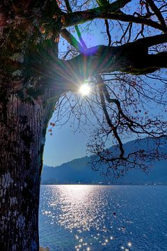 Le soleil embrasse l'arbre sur Roith Fotografie