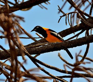 Orange Trupial in its own garden in Curaçao by Karel Frielink