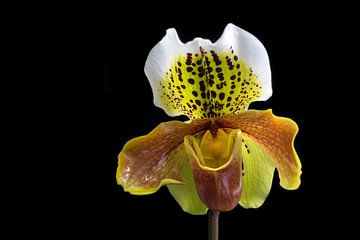 Paphiopedilum by Edwin Butter