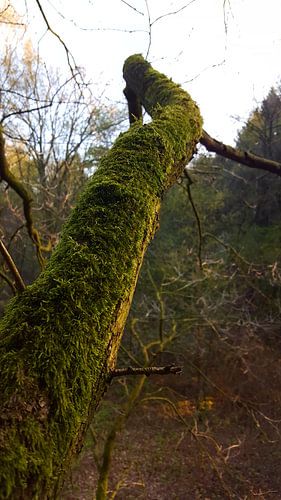 Old branch of a beautiful tree