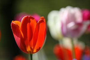 Tulipes au Keukenhof