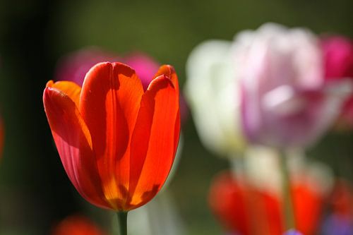 Tulpen in de Keukenhof