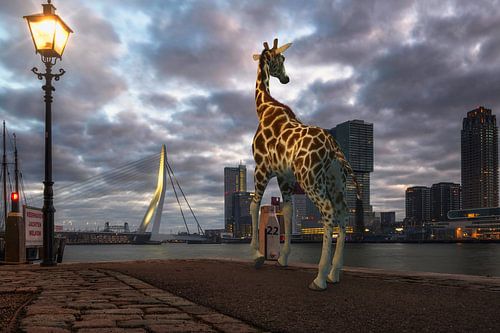 Urban Wild IV