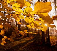herfstkleuren