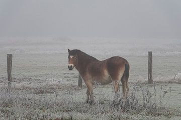Exmoor-Pony an einem nebligen Morgen von Ronenvief