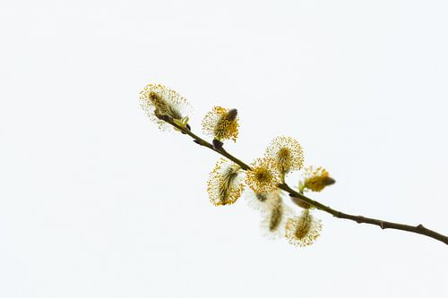 Bloeiende wilgenkatjes