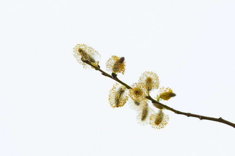 Bloeiende wilgenkatjes by Henk van den Brink