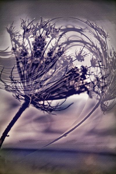 SEED STAND - ABSTRACT by Christine Nöhmeier