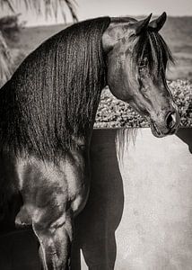 Hengst