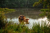 Schotse Hooglander met kalf
