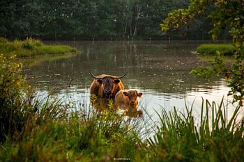 Highlander écossais avec un veau