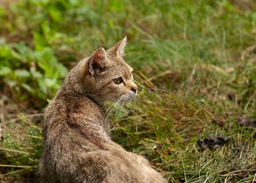 Europäische Wildkatze