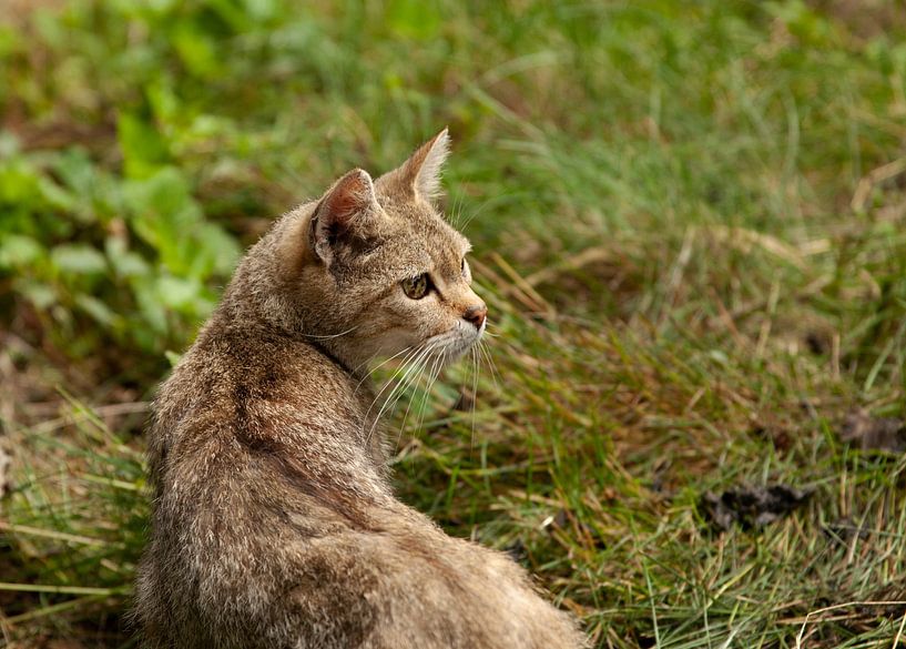 Europäische Wildkatze von Corrie Post
