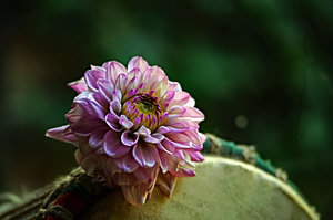 Blumen und Musik