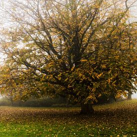 Warm autumn by Jan van der Knaap