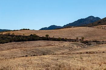 Schäferhund mit Hund in Barranco Hondo, Gojar, Granada, Andalusien