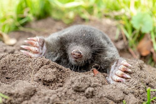Mole comes out of his house