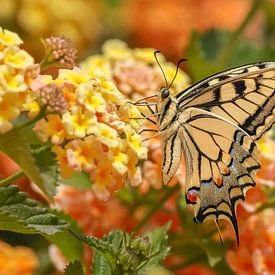 Swallowtail on Lantana by Amanda Blom