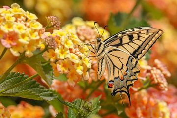 Swallowtail on Lantana