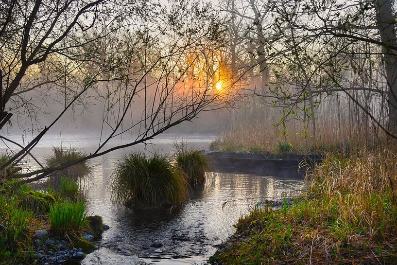 Früher Morgen in den Rheinauen im Grand Ried von Tanja Voigt