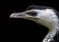 Cormorant portrait
