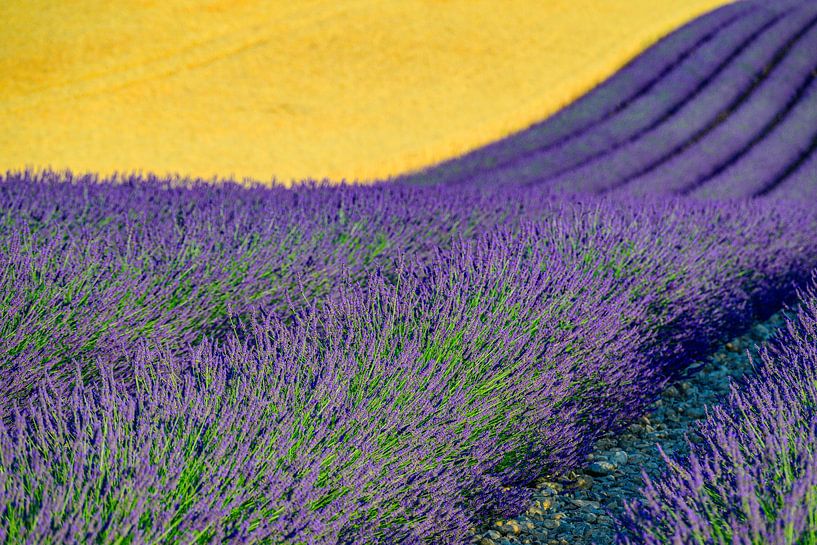 Lavender blossoming in the Provence during a summer day by Sjoerd van der Wal Photography