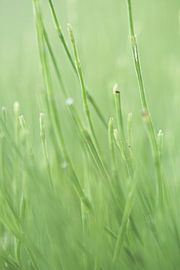 Gras sur Robert Wiggers