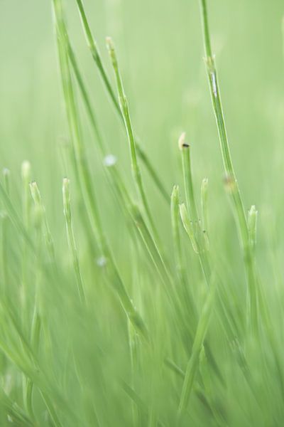 Gras by Robert Wiggers