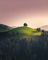 Baum auf Berg.