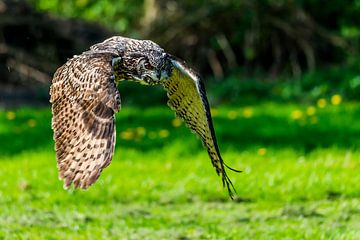 European eagle owl - Bubo Bubo