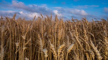 Choirs in abundance by Tim Briers