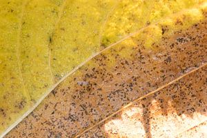 Herfstblad abstract