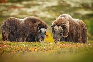 Moschusochse in Norwegen