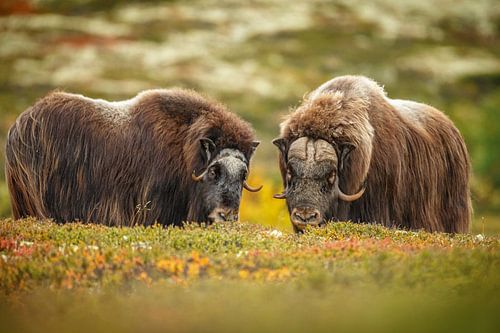 Musk ox in Norway