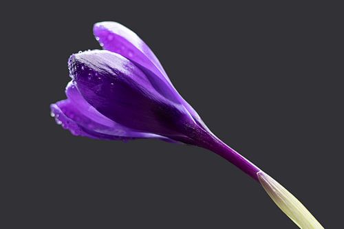 Krokus groeiend op weg