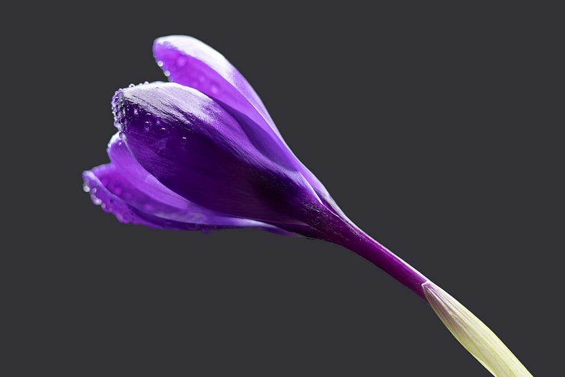 Krokus wächst auf dem Weg von Jolanda de Jong-Jansen