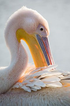 Birds | Great White Pelican portret  by Servan Ott