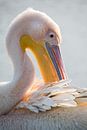 Vogels | Roze pelikaan in het broedkleed van Servan Ott thumbnail