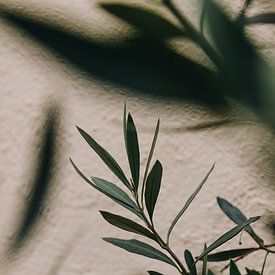 Olive tree branch against a beige wall in Trastevere, Rome in Italy | Fine art travel photography by Evelien Lodewijks