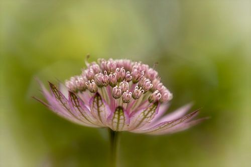 Zeeuws knoopje - Astrantia major