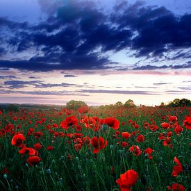 Poppies @ sunset von Christian Tanghe