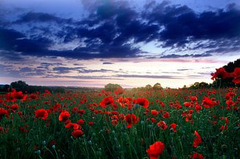 Poppies @ sunset
