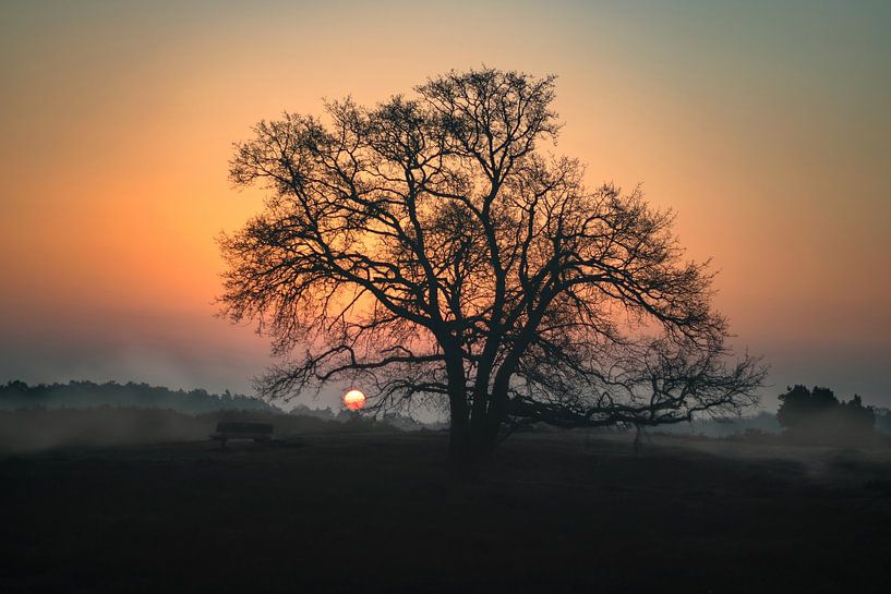 Tree in dawn by Marijke Groos