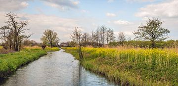 Paysage coloré des Pays-Bas au printemps sur Ruud Morijn