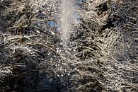 sneeuw valt van de bomen van Eric van Nieuwland thumbnail