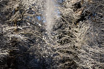 sneeuw valt van de bomen van Eric van Nieuwland