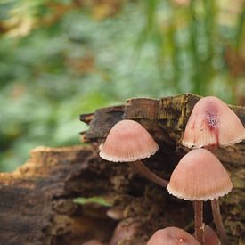 Paddestoelen van Marjanne van der Linden