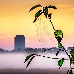 Morgendliches Netz von Ruud Peters