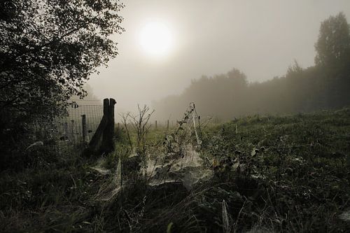 Mist, zon, dauw