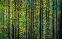 into the woods